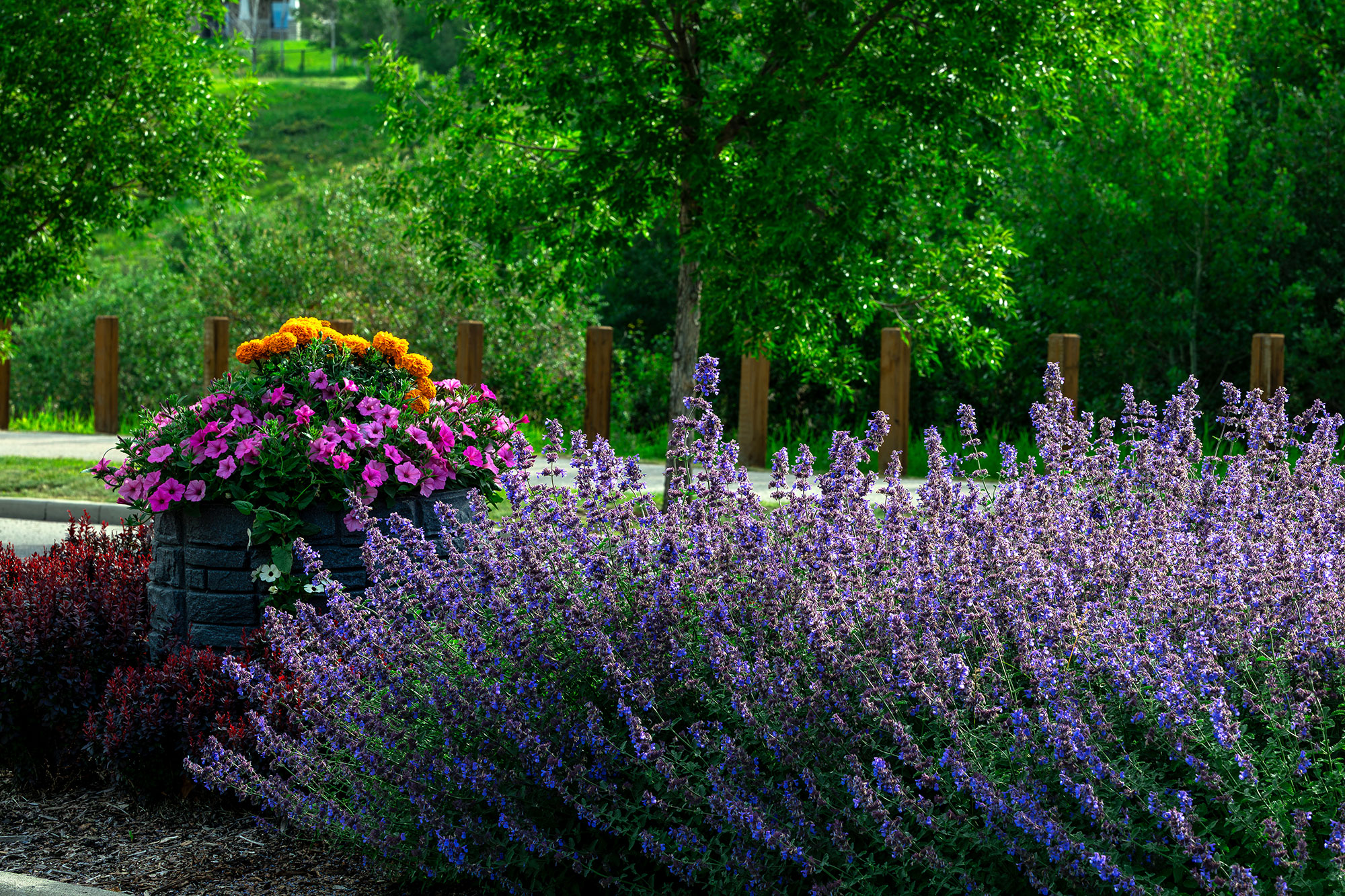 Featured image for “2026 Flower Displays Selected”